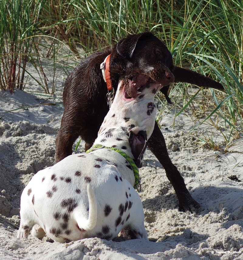 Somora´s Juniper Dream & Bodo Wendtorfer Strand Ostsee September 2015