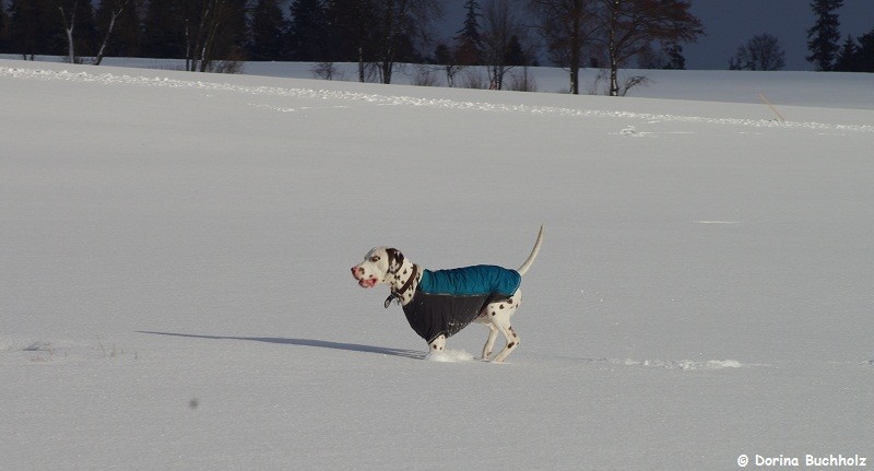 Somora´s Juniper Dream Schneeparadies 17 Januar 2016