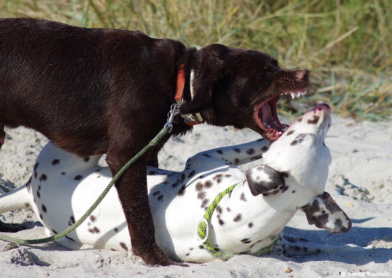 Bodo & Somora´s Juniper Dream Wendtorfer Strand Ostsee September 2015