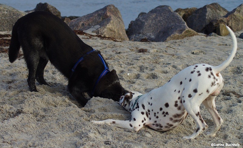 Lutze & Somora`s Juniper Dream Hundejoga am Morgen...Schönberger Strand Ostsee 2015