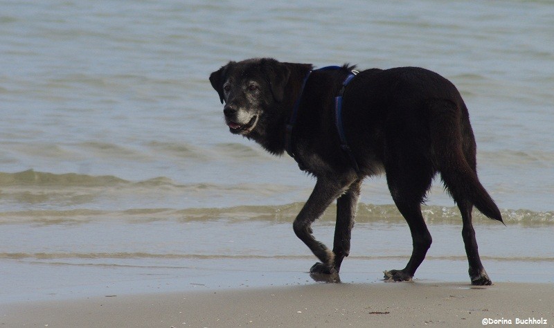 Lutze (ca. 10 Jahre) Schönberger Strand Ostsee 2015