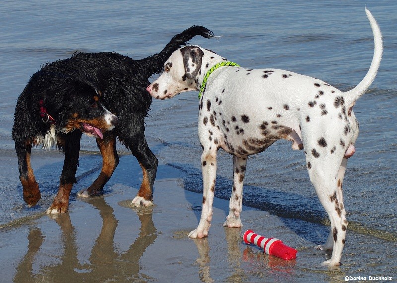 Sally & Somora´s Juniper Dream  Eckernförder Strand Ostsee Oktober 2015