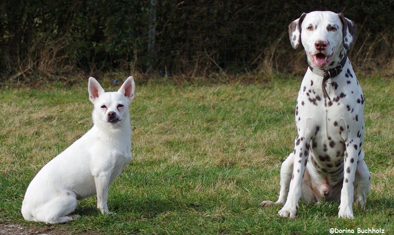 Freundin Maya und Somora´s Juniper Dream...06 Februar 2016