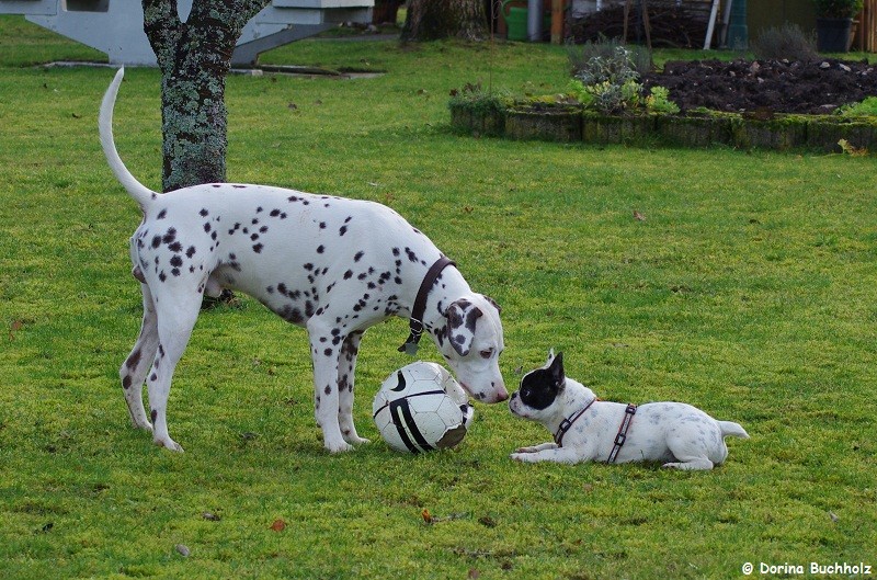 Somora`s Juniper Dream und French Bully Connection`s Eivy das ist MEIN Ball 3 Januar 2016