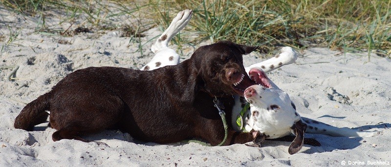 Bodo & Somora´s Juniper Dream Wendtorfer Strand Ostsee September 2015