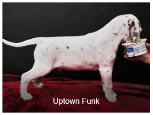 Herr Rot Somora´s Uptown Funk (N/hu)...6 Wochen alt