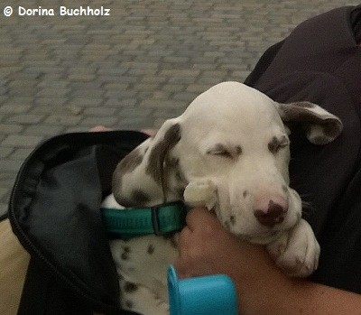 Jun im Rucksack auf Entdeckungstour in Wien eingeschlafen. September 2014