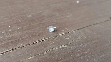 雪の使者