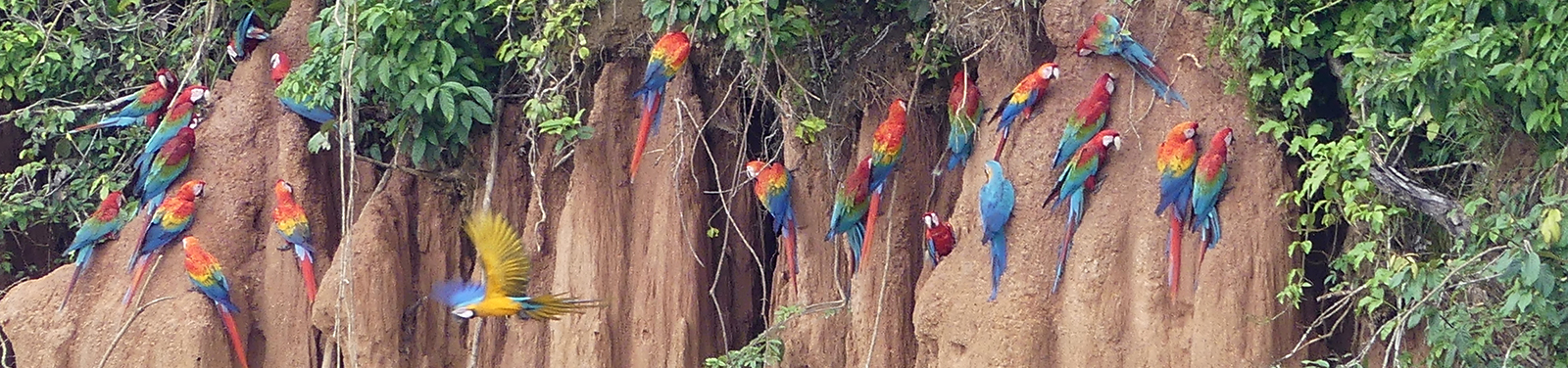 Papageien-Salzlecke, Tambopata, Peru 