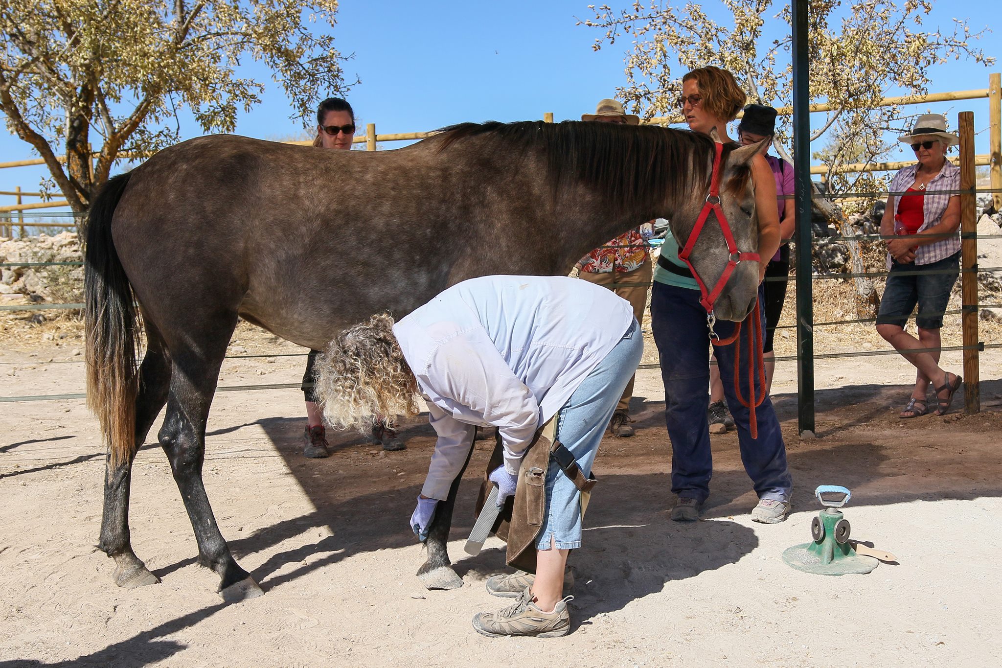 Course Review Series Hoof Trimming for Horse Owners Cortijo de Segura