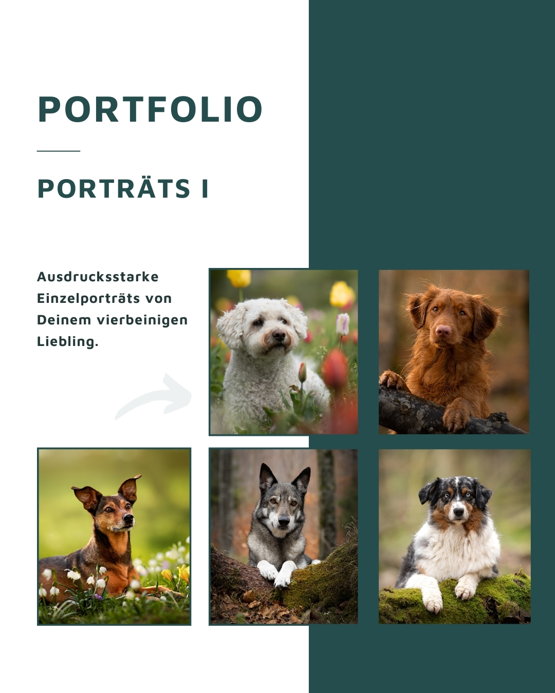 Portfolio Porträts 1: Ausdrucksstarke Einzelporträts von Deinem vierbeinigen Liebling. Andrea Obele Hunde- und Pferdefotografie