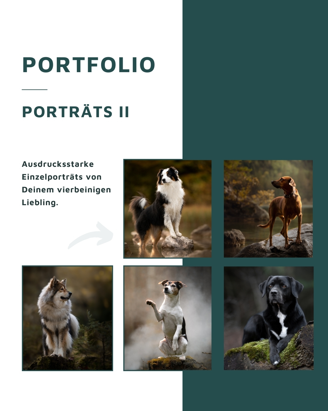 Portfolio Porträts 2: Ausdrucksstarke Einzelporträts von Deinem vierbeinigen Liebling. Andrea Obele Hunde- und Pferdefotografie