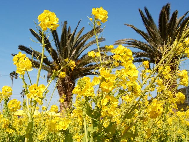 花まつり会場で菜の花に包まれてみる