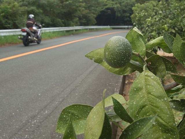 道端の三ヶ日みかんはまだ青い色