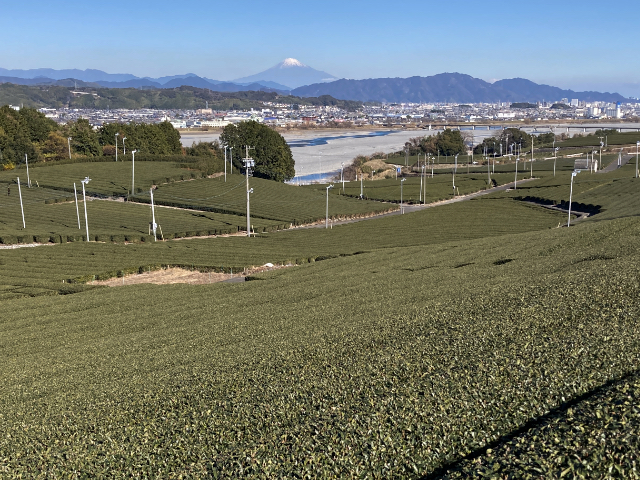 茶畑から望む富士山