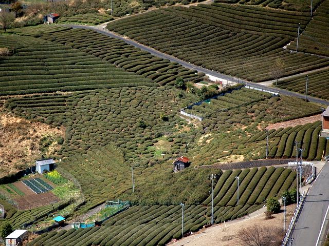 寒暖の差が激しく霧が濃いこの場所は茶の生産に最適