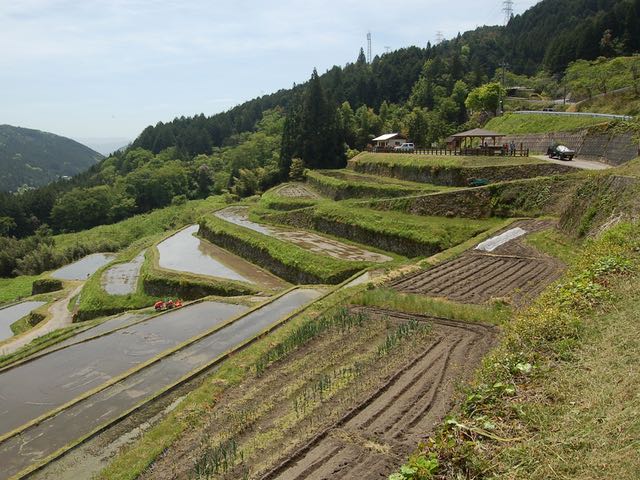 これから秋まで美しい風景が見られる棚田