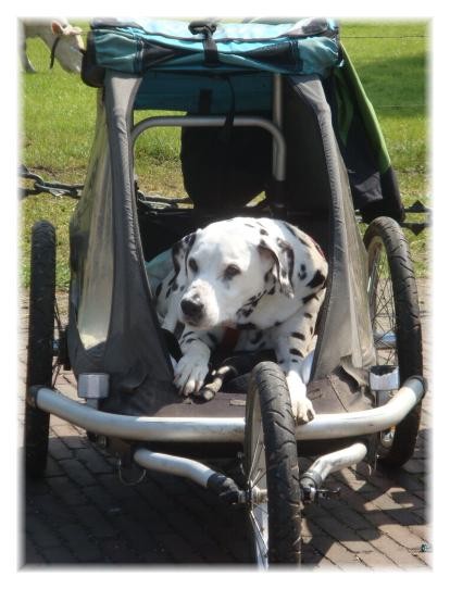 Niña im Hunde-Senioren-Taxi.