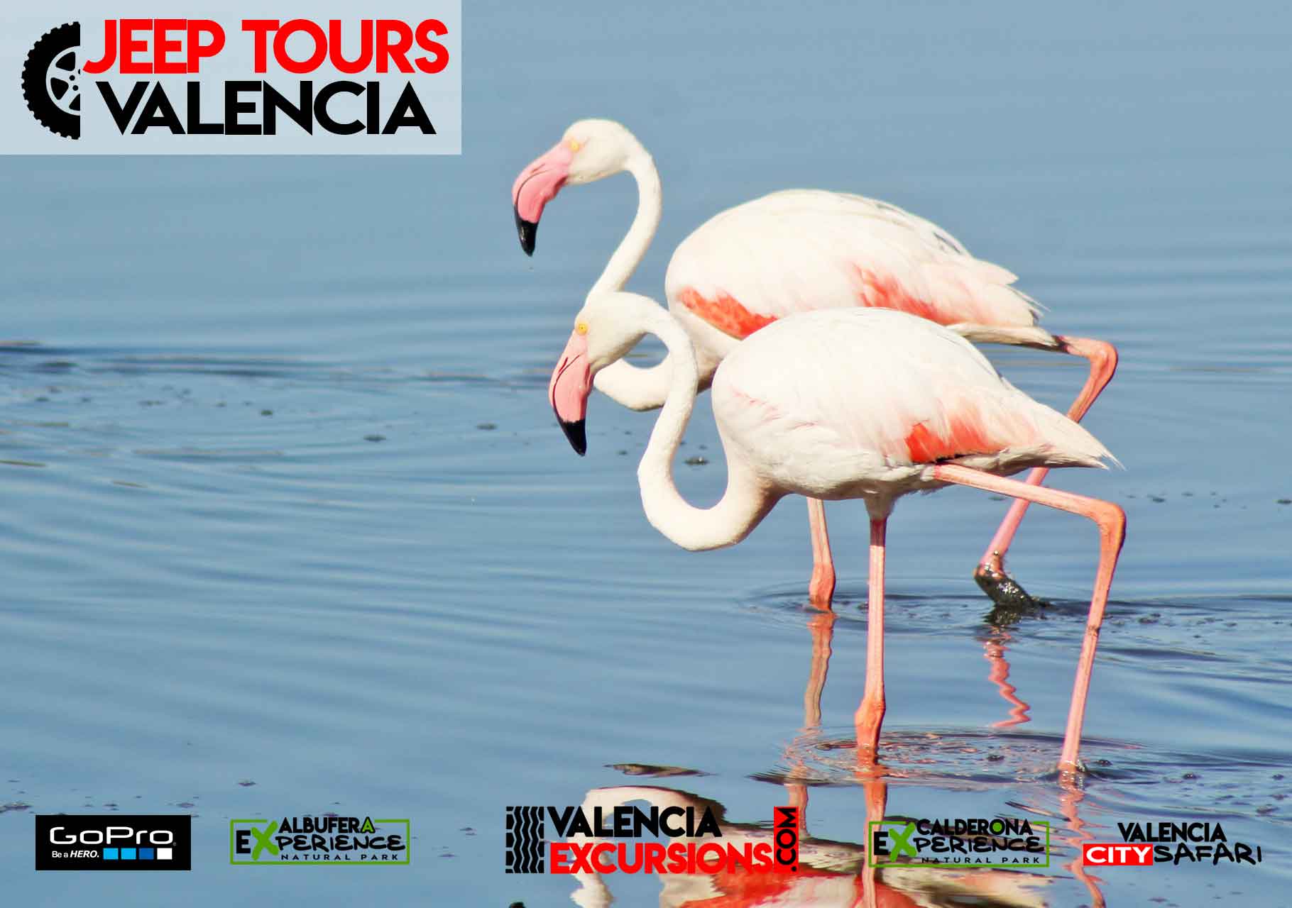 Flamencos in Albufera National Park during Albufera EXperience Jeep Tour Valencia