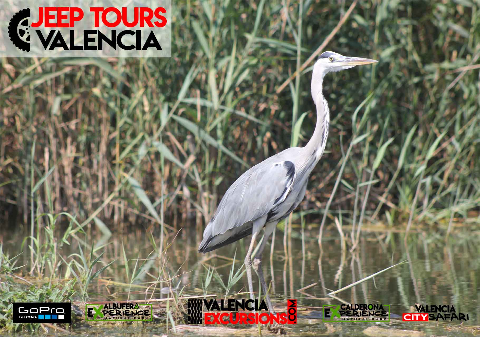 Natur und Tierwelt von Valencia im Albufera  Park