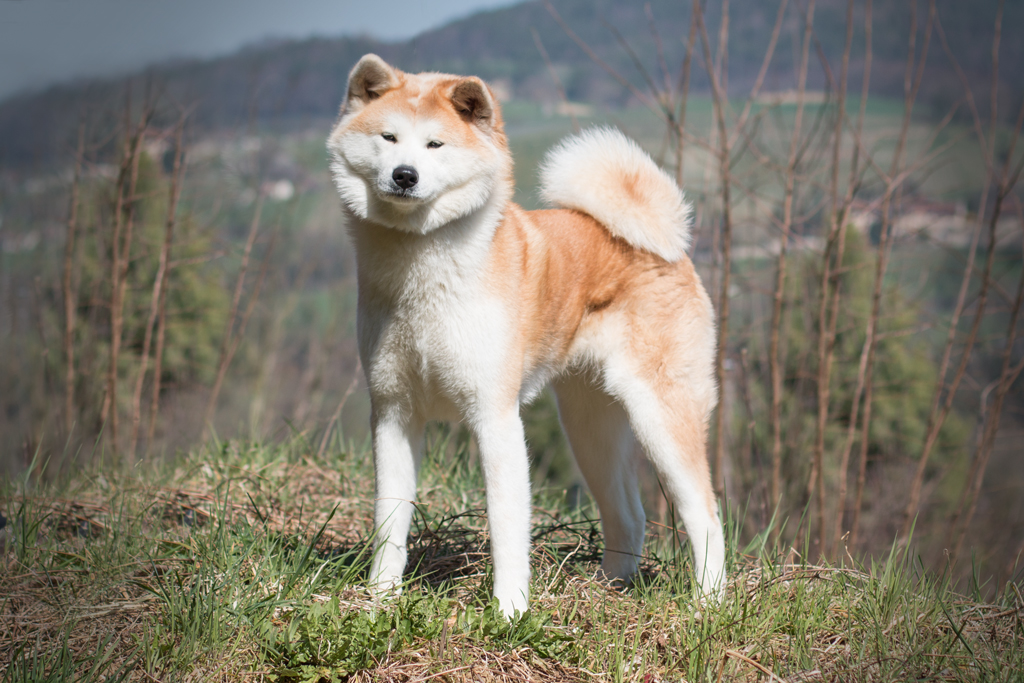 Akita Inu Zucht Schweiz Akita Zucht Of But Yama