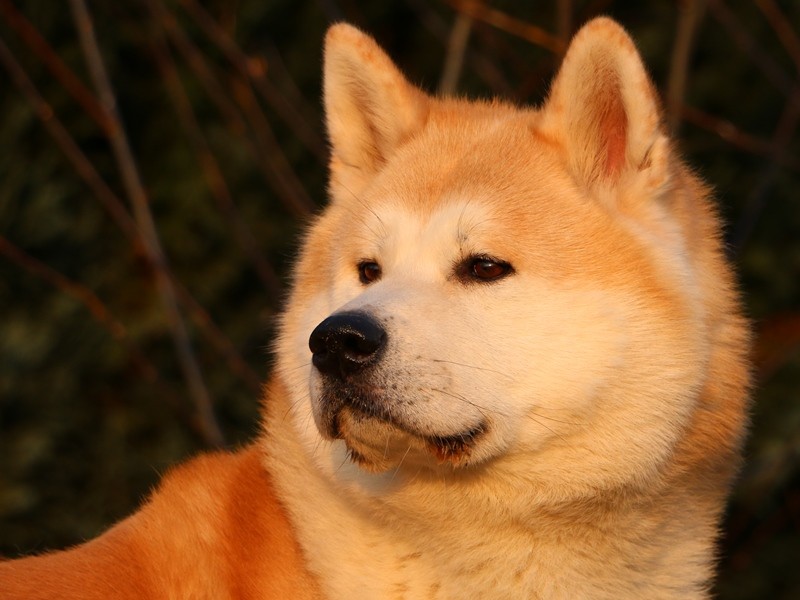 Akita Inu Zucht Schweiz Akita Zucht Of But Yama
