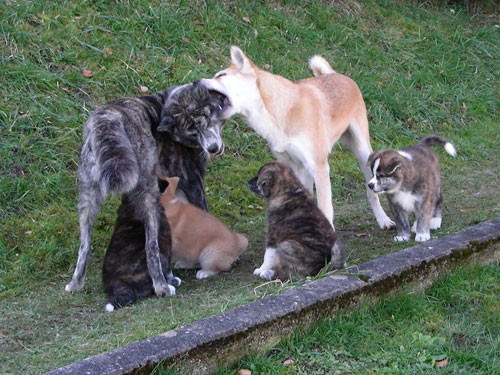 © Akita Zucht "of Büt Yama" | im Garten