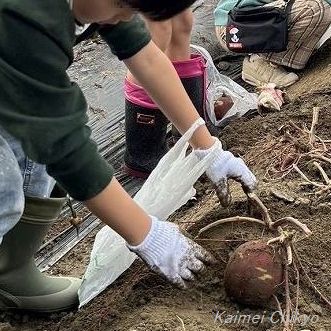 さつまいも堀りをしたよ。楽しかったよ！＜高野島なかよし子ども会より＞