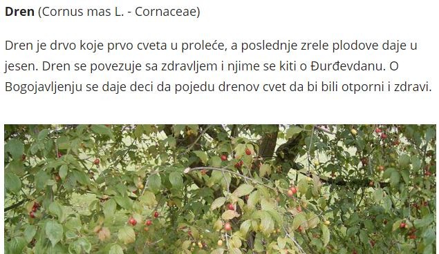 Koje Drvo Saditi U Dvoristu A Koje Ne Slatinci U Ch