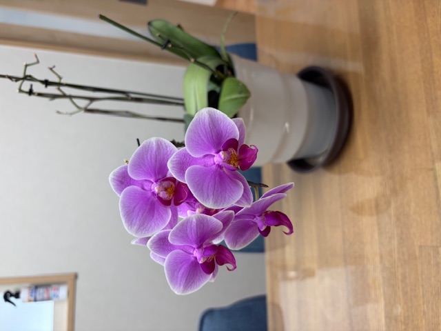 ☆胡蝶蘭☆