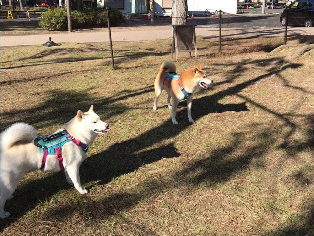 フリードッグランをご利用ください！