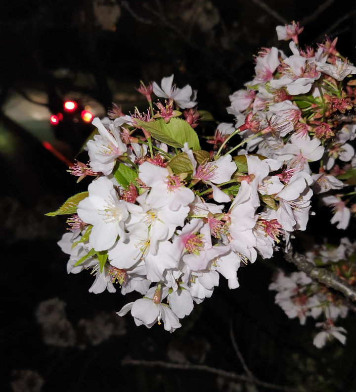 「桜」　茶室・数寄屋の設計　アーキスタジオ哲　一級建築士事務所