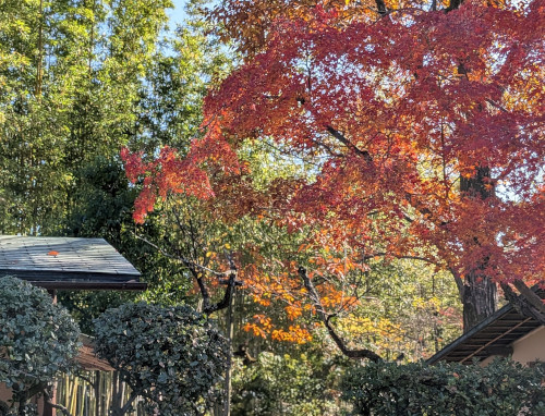紅葉　茶室　炉　茶事　お祝い　露地　打ち水　心地いい