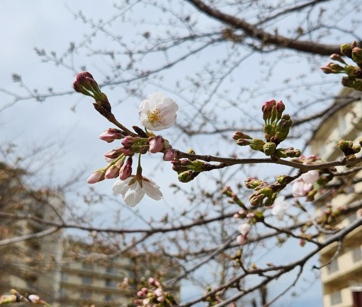 「桜」　茶室・数寄屋の設計　アーキスタジオ哲　一級建築士事務所