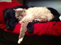Zufriedene Patienten der Mobilen Tierarztpraxis Dr. Sommer