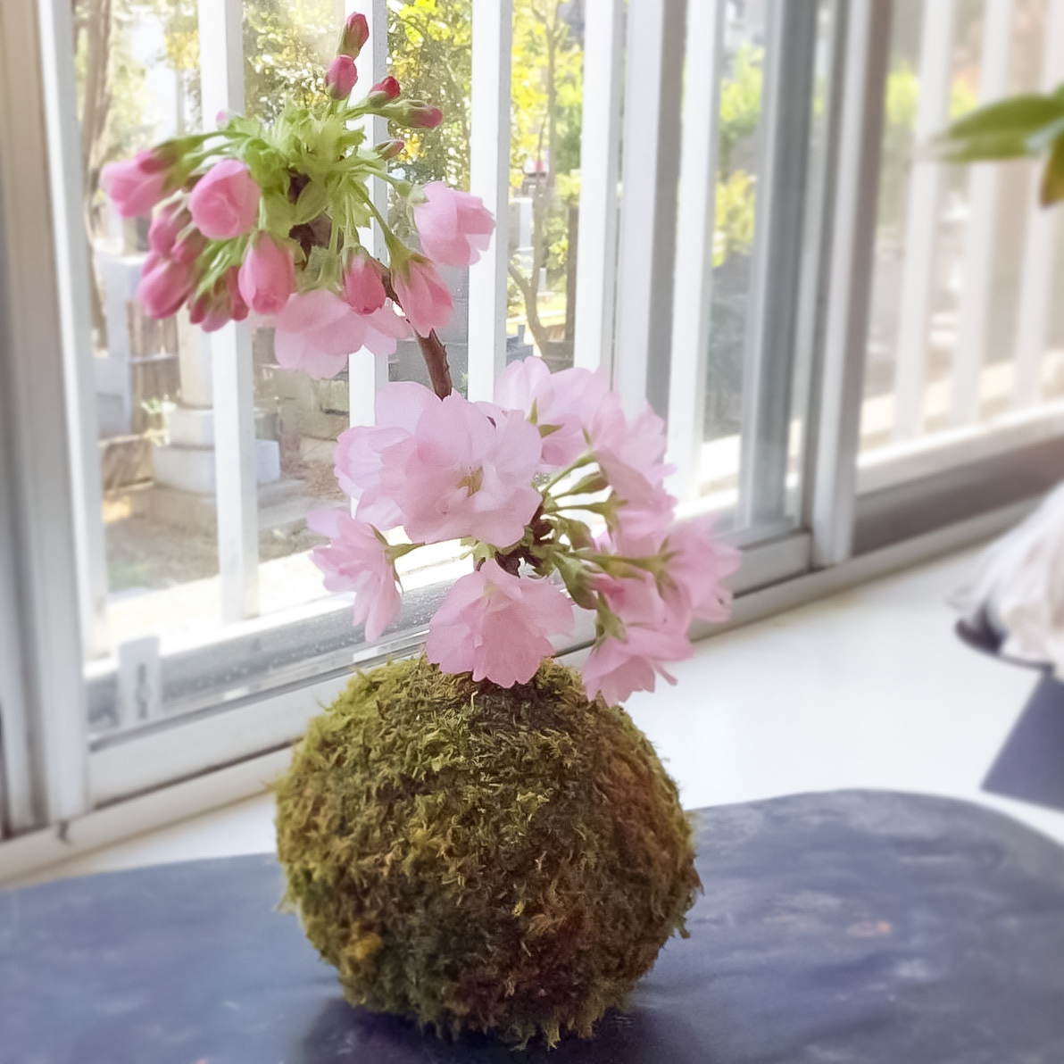 「桜の苔玉」