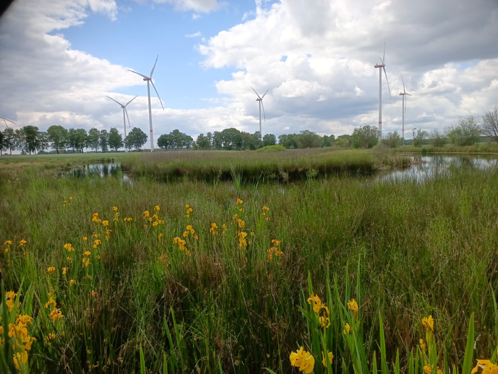 NABU Ganderkesee begrüßt den allerersten Kranich-Nachwuchs im  Hengsterholzer Moor/ Windpark-Planungen müssen sofort gestoppt werden