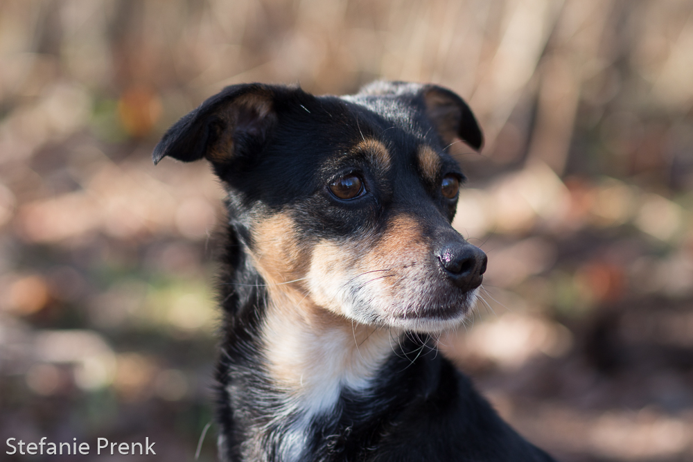 Hundefotografie in der Natur