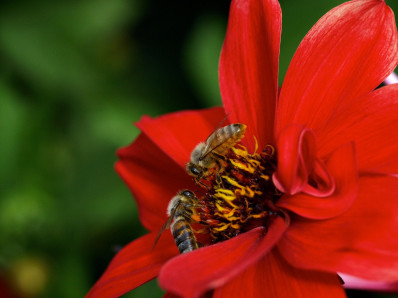 Die Bienen machen Propolis, heidewitzka. 