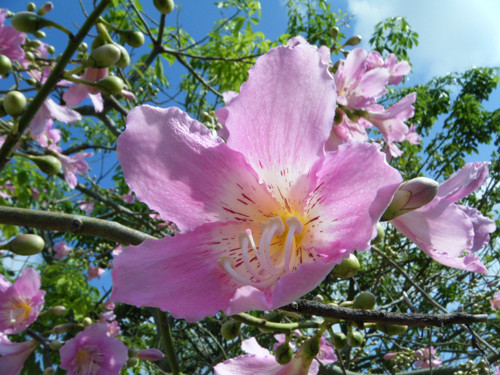 青空の下、大輪の花を咲かせたトックリキワタ=宮良、24日午前8時ごろ。