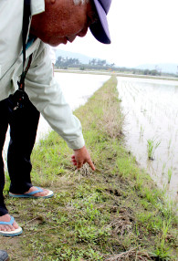 上地国博さんの畑に残されたカピバラの足跡=10日午後、名蔵大田原