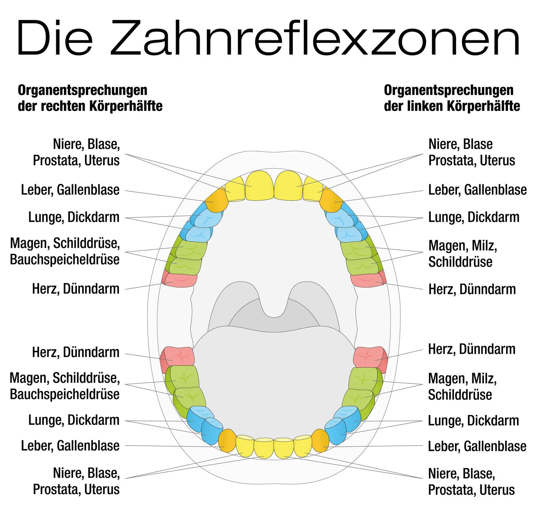 Zähne und Ihre Auswirkungen auf die Gesundheit ... diagram of dentition 
