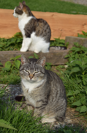 Katzen auf dem Ferienhof Jacobs nahe St. Peter Ording