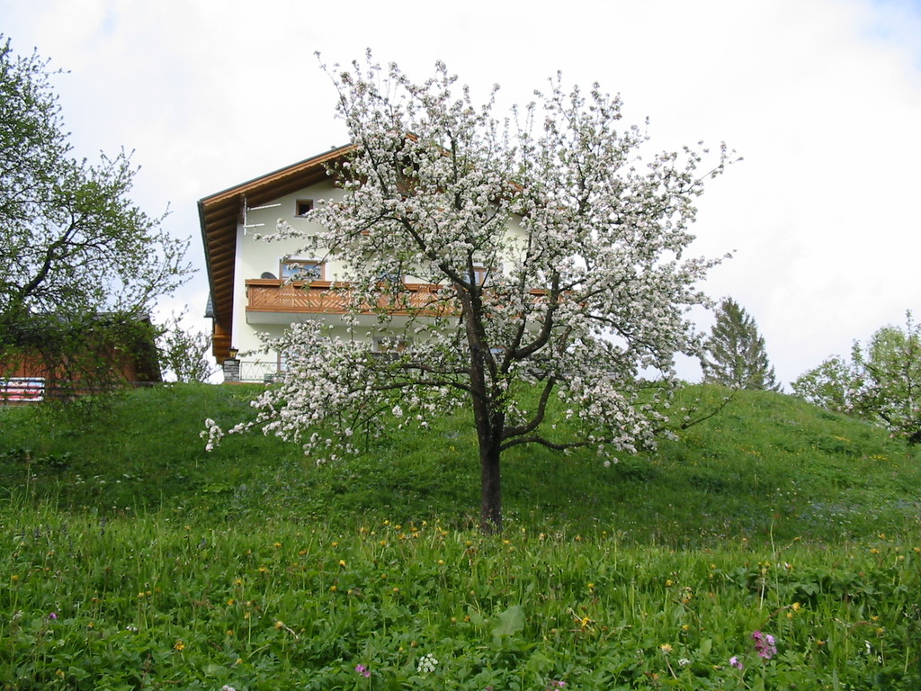 Biohof Haus Wieser, Abtenau, Salzburg Land, Apfelblüte