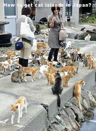 Cat island, Aoshima, Ehime, Japan