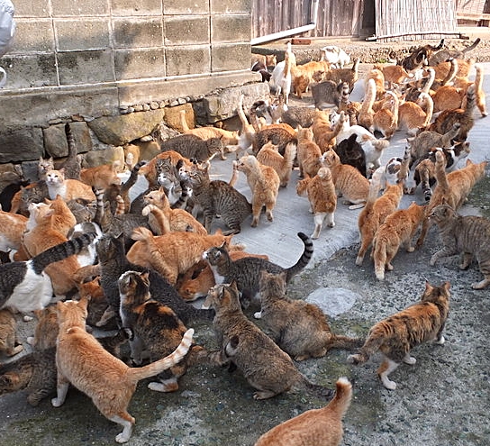 Aoshima Island has 100 cats, and we photographed almost all of them