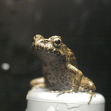 Normal Japanese wrinkled frog also cute!