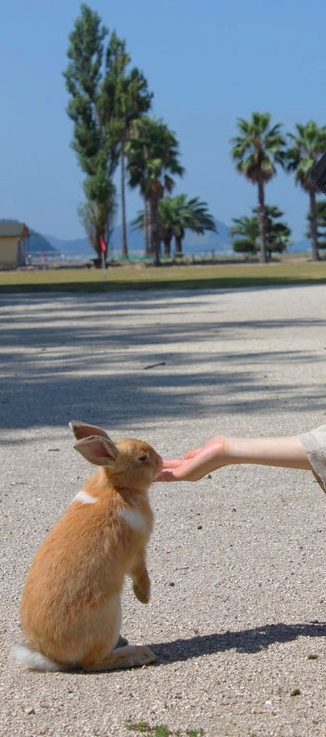 Do you like rabbit? The island is for rabbit lovers Source: Hiroshima prefecture