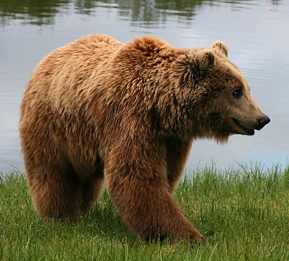 Brown bear or Higuma Source: wikipedia