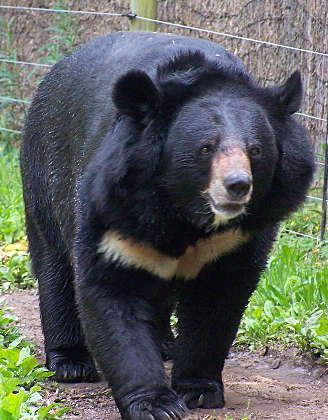 Asian black bear or Tsukinowaguma Source: wikipedia